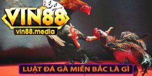 Giới thiệu về luật đá gà miền Bắc cho người chơi